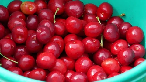 Cherry on the tree 4k Video stock 90902276