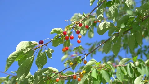 Cherry tree in 4K slow motion 60fps Stock Footage 151086633