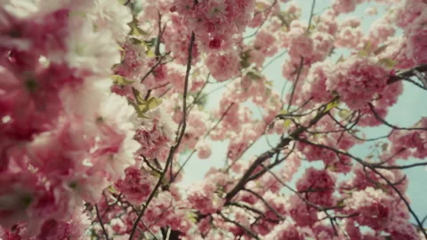 Cherry tree 5 Video stock 309664891