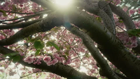 Cherry tree 6 Video stock 309665065