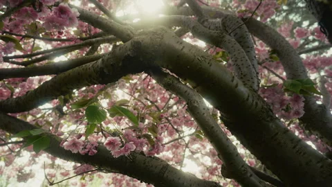Cherry tree 7 Video stock 309665516