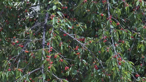 Cherry tree 7 Stock Footage 311508552