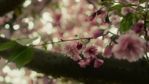 Cherry tree 8 Video stock 309665696