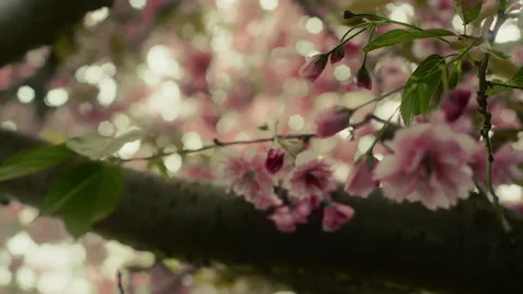 Cherry tree 8n Video stock 309666046