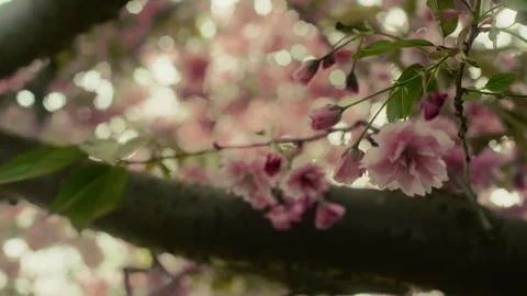 Cherry tree 9 Video stock 309666377