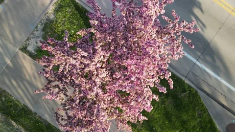 Cherry tree from above Stock Footage 300195350