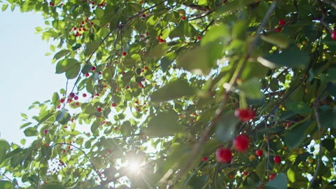 Cherry tree with abundant red cherries and green leaves. Sunlight filtering Stock Footage 276881913