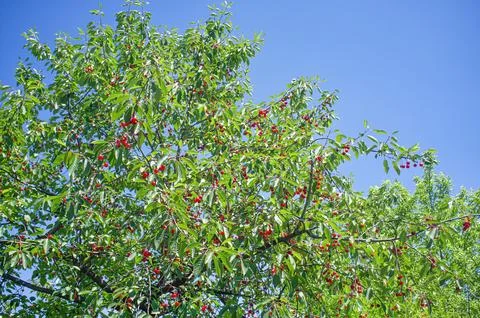 Cherry tree against the backdrop of the blue sky Stock Photos