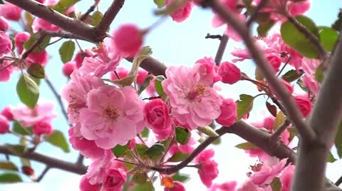 Cherry tree against blue sky Stock Footage 10916966