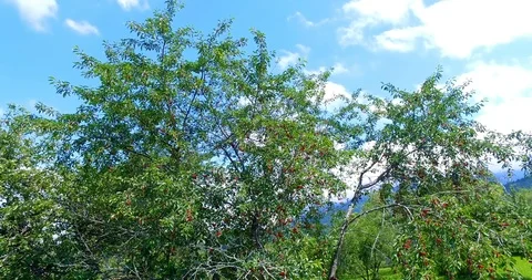 Cherry tree against blue sky Stock Footage 102721431