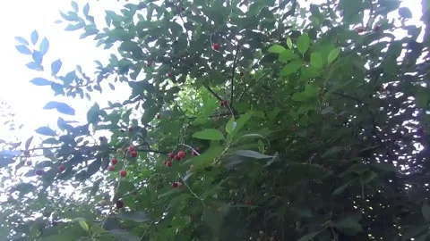 A cherry tree against a cloudy June sky Stock Footage 335700096