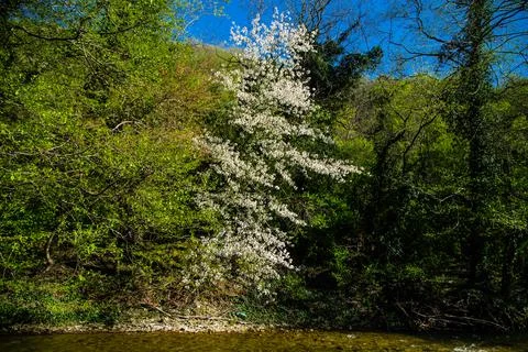 The cherry tree is all in bloom stands out among the green trees Stock Photos