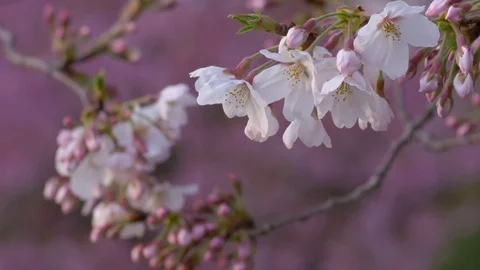 Cherry tree and blooming flowers swinging in wind Stock Footage 74030712