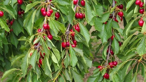 Cherry tree and branches swinging from the wind Stock Footage 93589924