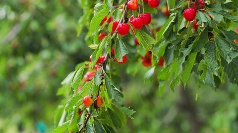 Cherry tree and branches swinging from the wind Stock Footage 93591343