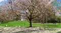 Cherry Tree and Cherry Blossom in city park HD Footage
