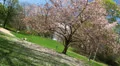 Cherry Tree and Cherry Blossom diagonale view HD Footage