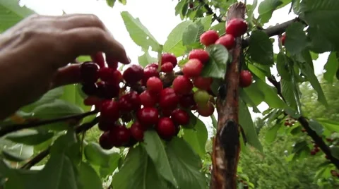 Cherry tree and farmer picking Video stock 55842544