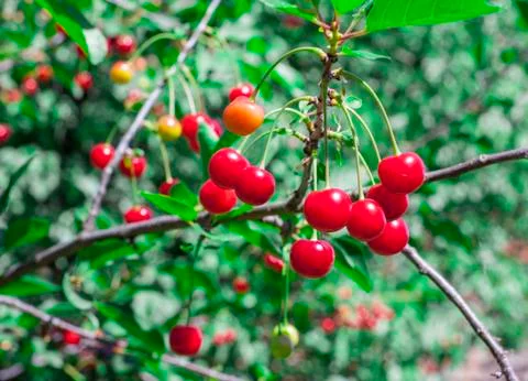 Cherry tree and first springtime cherries, shallow depth of field Stock Photos