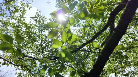 Cherry tree and sunlight filtering through the trees Stock Footage 307741210