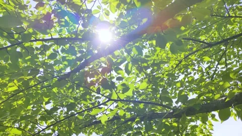 Cherry tree and sunlight filtering through the trees Stock Footage 312533294