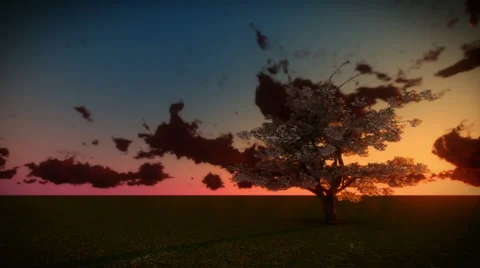 Cherry Tree and Sunrise Time Lapse Vidéo 5636270