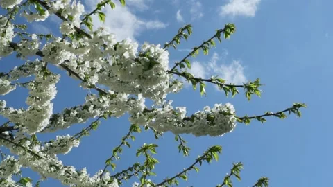 Cherry Tree, Apple Tree, Blooming Tree Branches and Blue Sky on a Clear Spring D Stock Footage 183367811