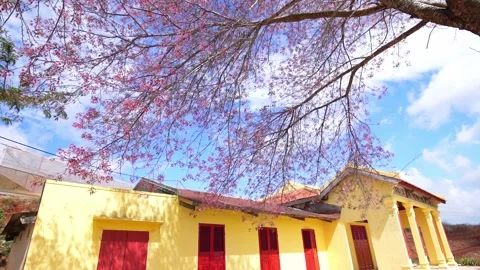 Cherry tree apricot blossom next to the ancient temple Stock Footage 140966822