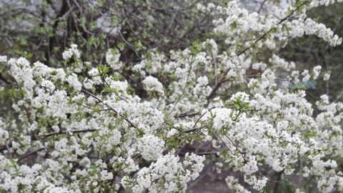 Cherry tree with aromatic flowers waved by wind in garden Stock Footage 129296301