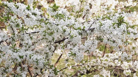 Cherry tree with aromatic flowers waved by wind in garden Stock Footage 129946608