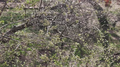 Cherry tree with aromatic flowers waved by wind in garden Stock Footage 135132438