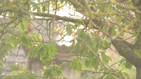 Cherry tree in autumn Stock Footage 98035204
