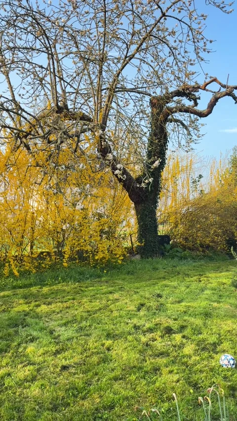 Cherry Tree with Bare Branches and Yellow Bellflower in Grassy Garden on Sunny Stock Footage 340992130