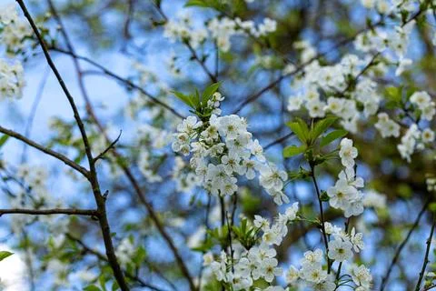 The cherry tree bears many flowers this spring Stock Photos