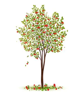 Cherry tree with berries Stock Illustration