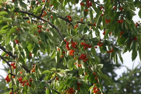 Cherry tree with berries outdoors Stock-Fotos