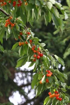 Cherry tree with berries outdoors Stock Photos