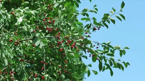 Cherry tree berries on the wind 库存影片 80597042