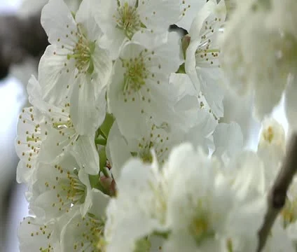 Cherry tree in bloom 2 動画素材 12440950