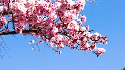 Cherry tree in bloom and clear blue sky background. Pink Japanese cherry tree fl Stock-Footage 148956509