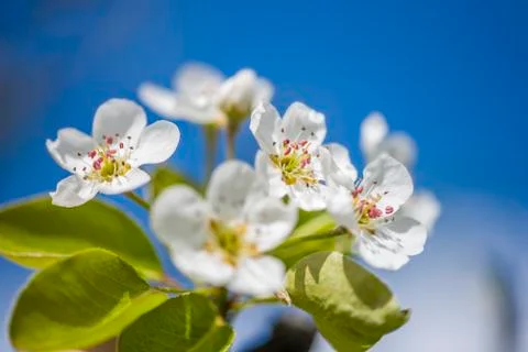 Cherry Tree In Bloom In April. Closeup Stock Photos