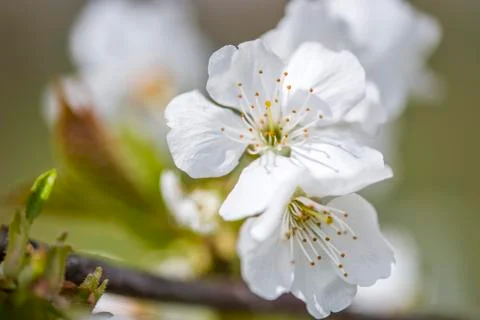 Cherry Tree In Bloom In April. Closeup Stock Photos