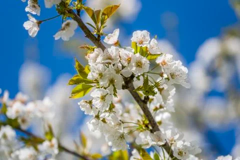 Cherry Tree In Bloom In April. Closeup Stock Photos