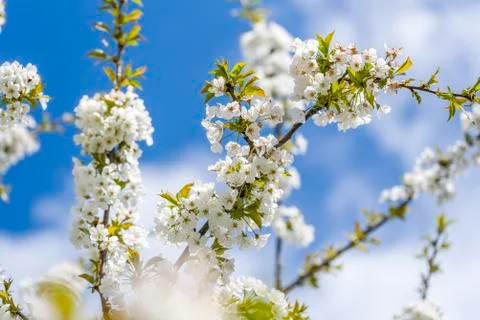 Cherry Tree In Bloom In April. Closeup Stock Photos