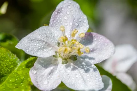 Cherry Tree In Bloom In April. Closeup Stock Photos