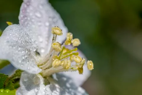 Cherry Tree In Bloom In April. Closeup Stock Photos