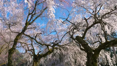 Cherry tree in bloom in city park in Tokyo, Japan, blossoming Japanese sakura in Stock Footage 236374310