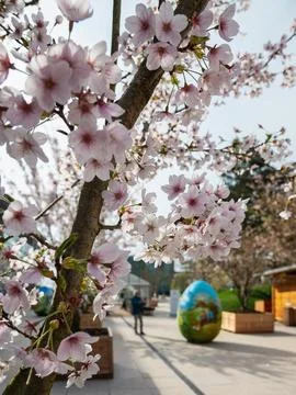 Cherry tree in bloom with delicate white blossoms during Easter celebration Stock Photos