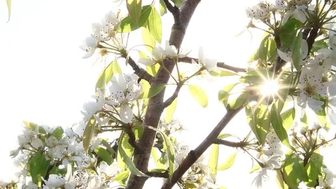 Cherry tree bloom flower Stock Footage 74591740