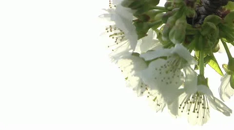 Cherry tree in bloom 動画素材 12145218